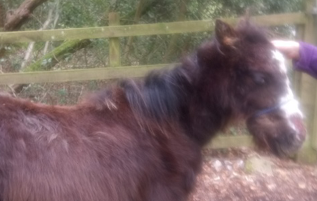 NewForest.png