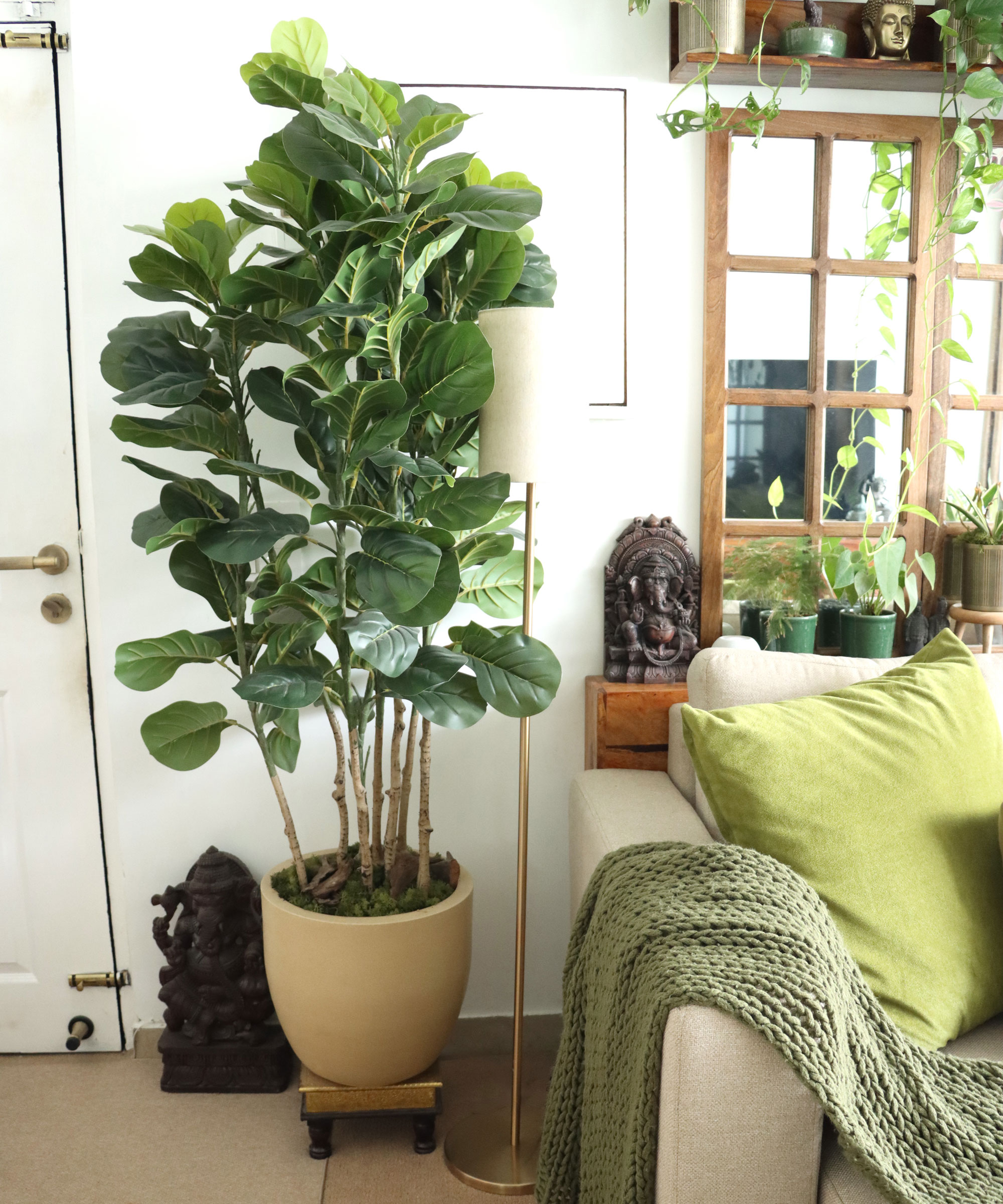 tall fiddle leaf fig plant in living room near mirror and soft furnishings on white sofa