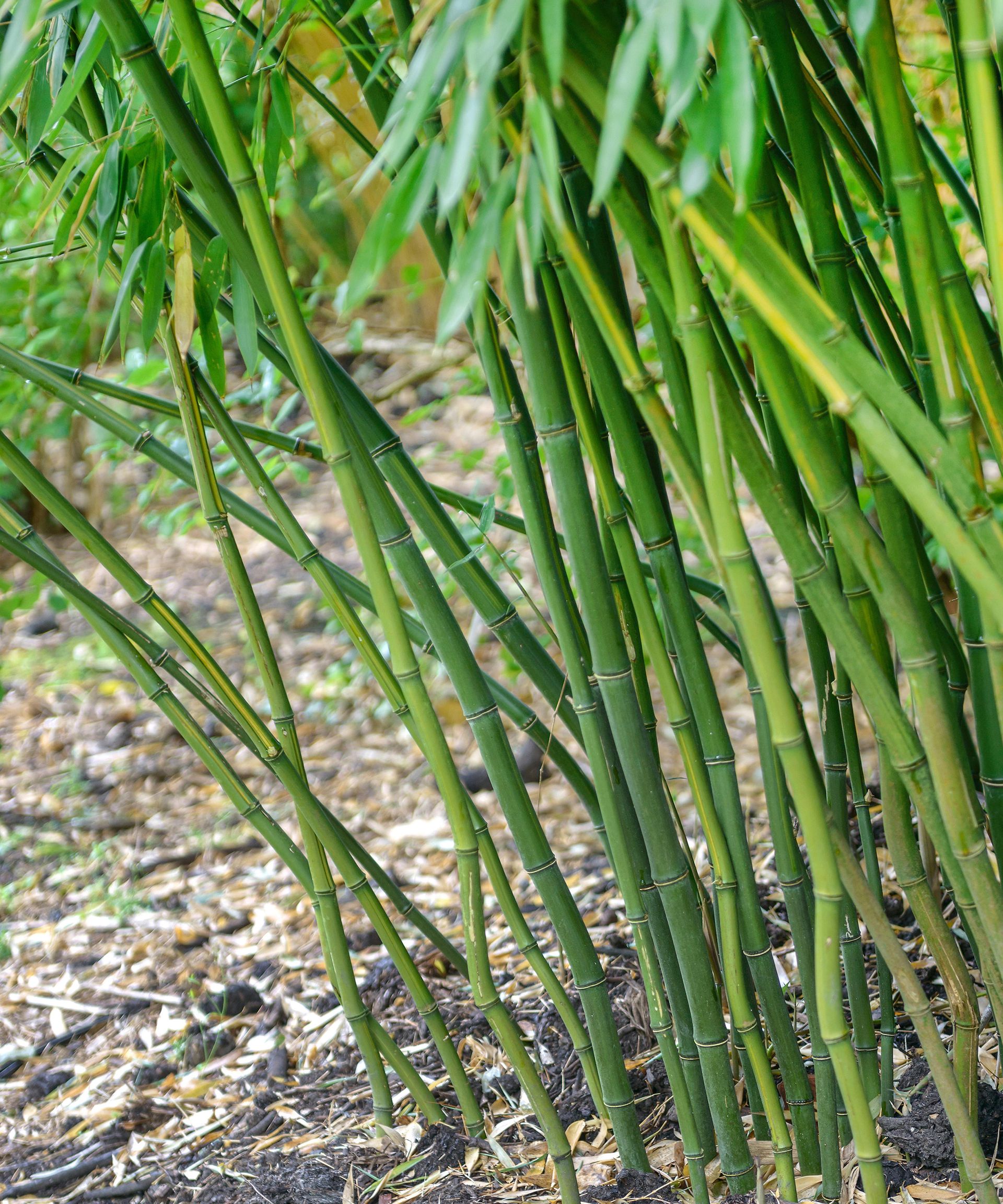 Bamboo (Phyllostachys aureosulcata) planted in the garden