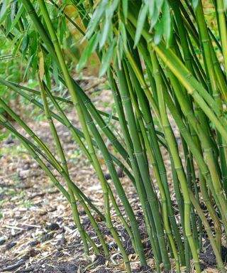 Bamboo (Phyllostachys aureosulcata) planted in the garden