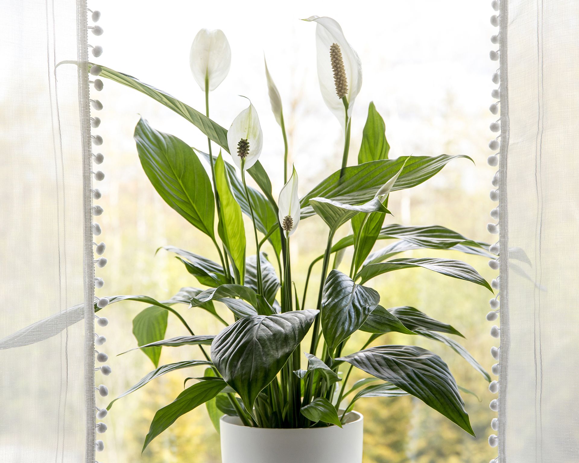 Peace lily on windowsill