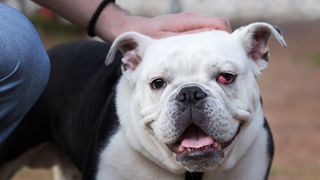 A bulldog with cherry eye