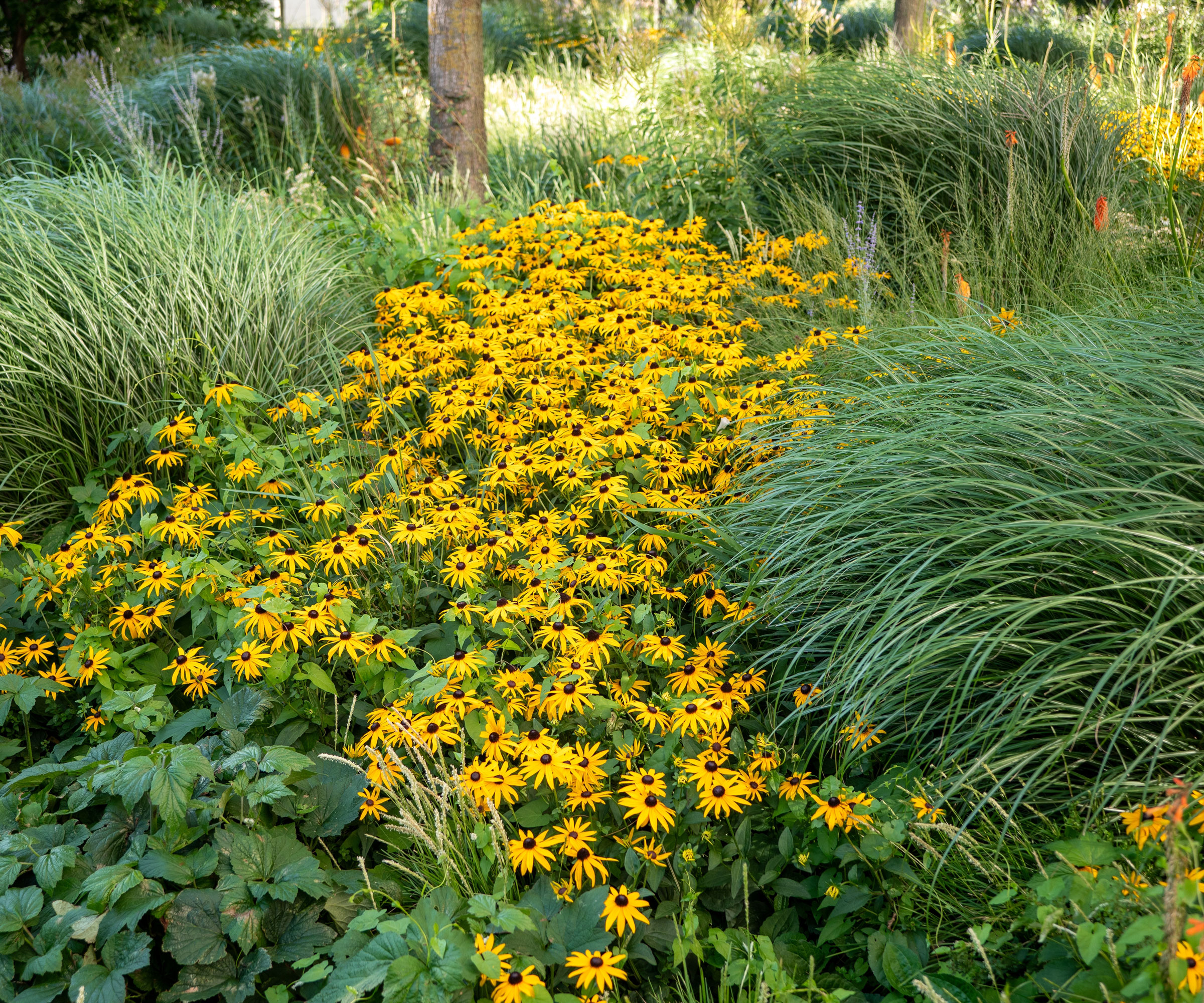 yellow rudbeckia in garden borders