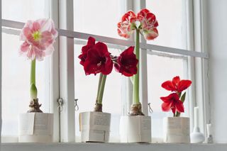 Amaryllis on a window sill