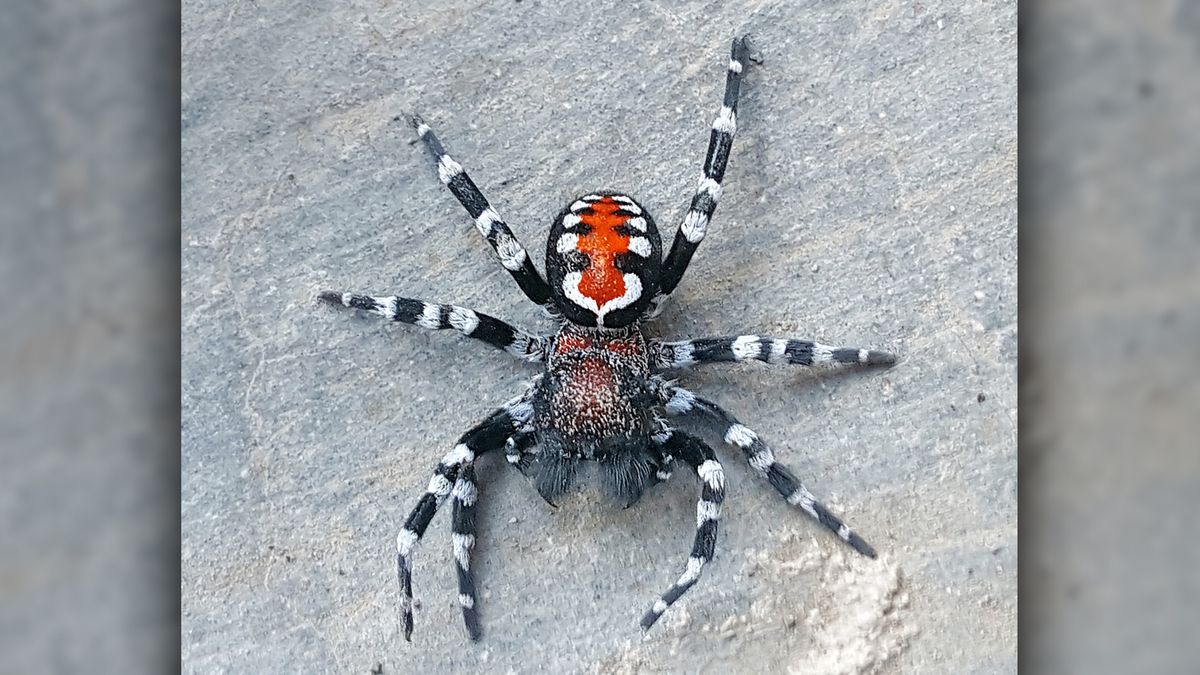 Scientists discover spider wearing 'Joker' makeup, name it after ...