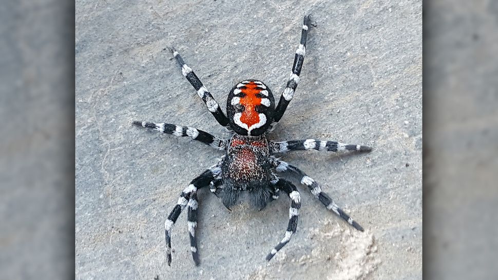 Scientists discover spider wearing 'Joker' makeup, name it after Joaquin Phoenix