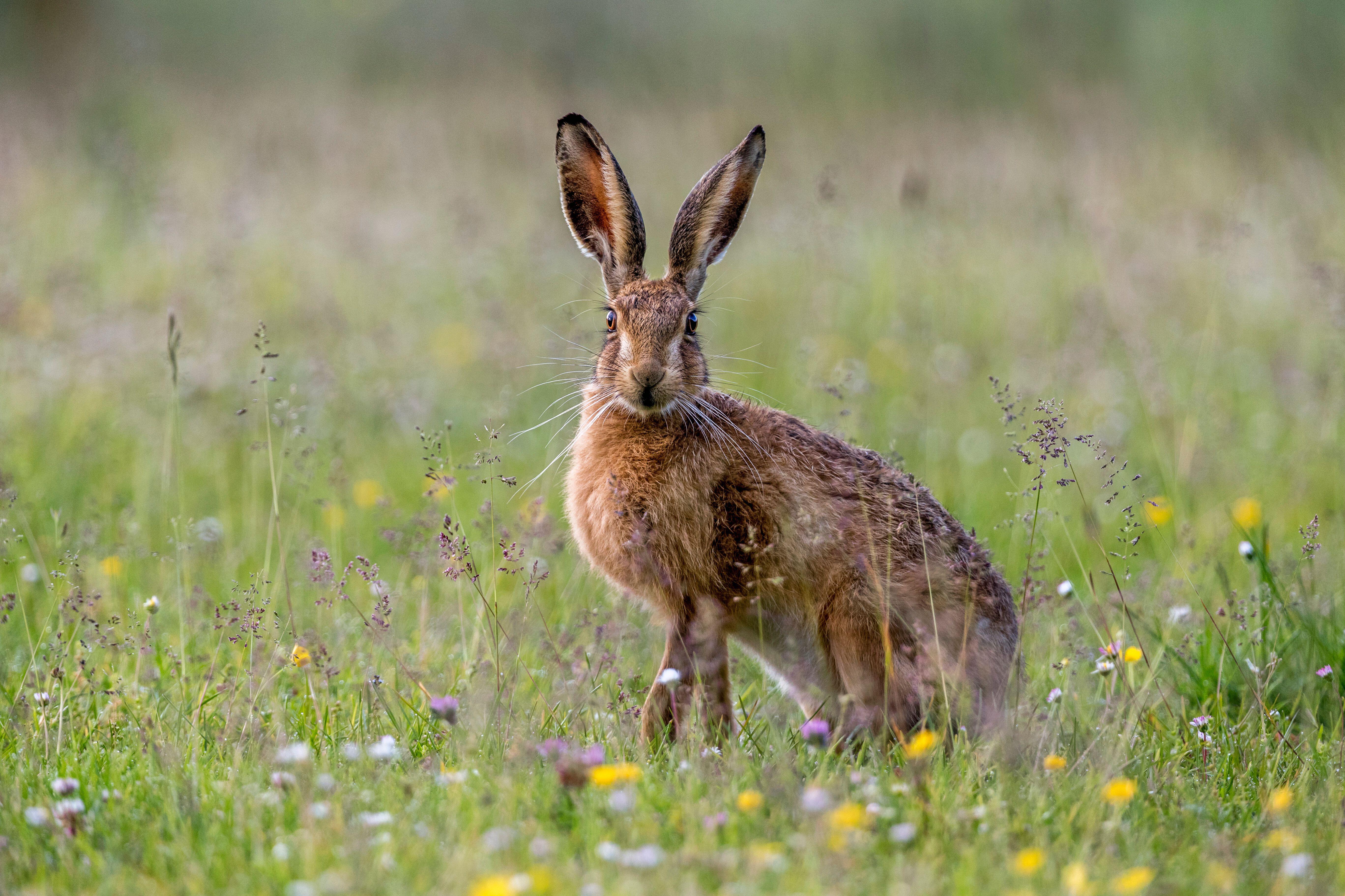 Brown hare