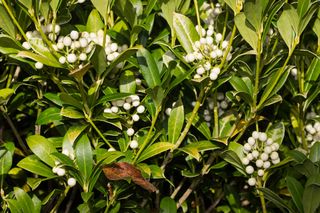 skimmia japonica 'Wakehurst White'