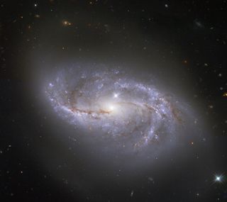The spiral galaxy NGC 2608 gets "photobombed" by two stars inside our Milky Way galaxy in this new image from the Hubble Space Telescope. Bright Milky Way stars in the foreground of Hubble's deep-space images often appear as lens flares, like the one visible in the bottom right corner of this image. Another is just above the center of NGC 2608. All the other specks of light that pepper the black abyss around the galaxy are not stars, but thousands of other distant galaxies.