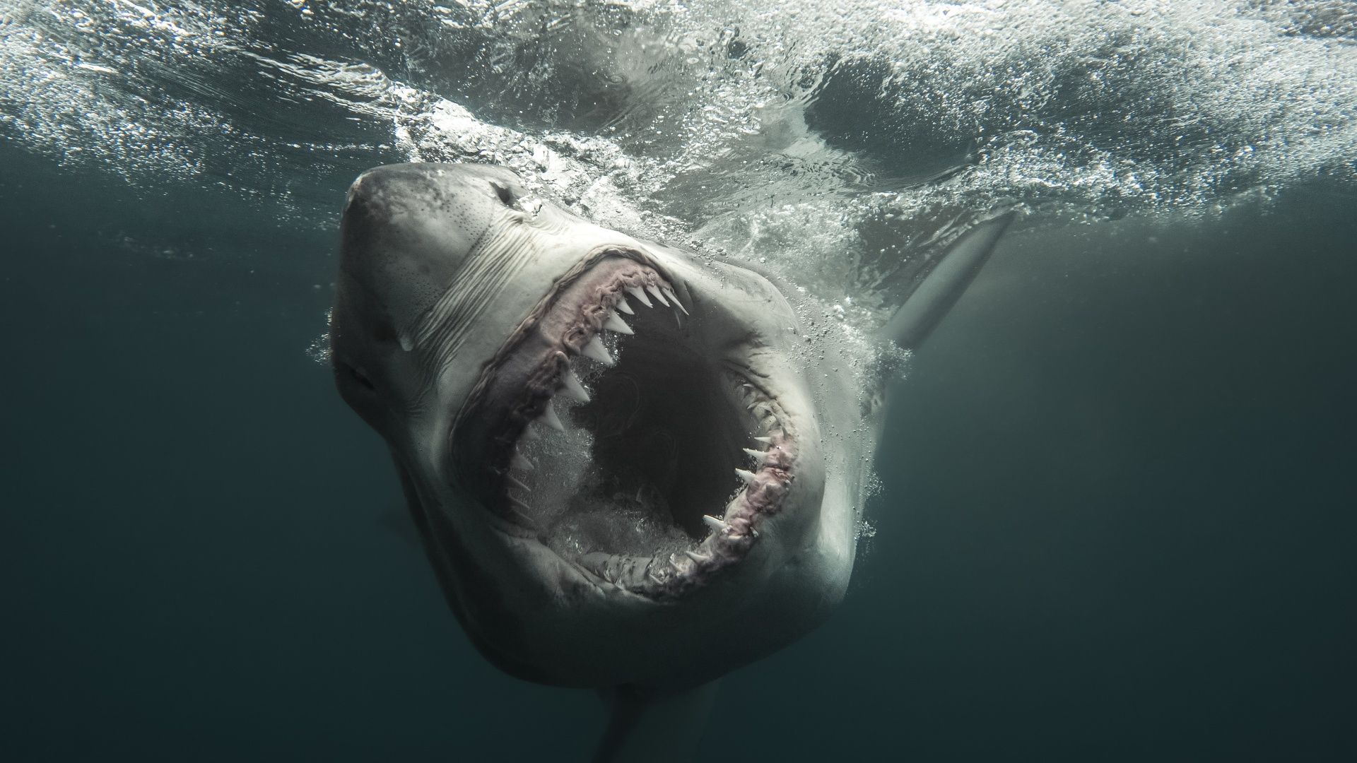 How to watch ‘Shark Week’ 2026 — schedule, dates & episodes How to watch ‘Shark Week’ 2026 — schedule, dates & episodes