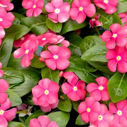 periwinkle plants with bright pink flowers