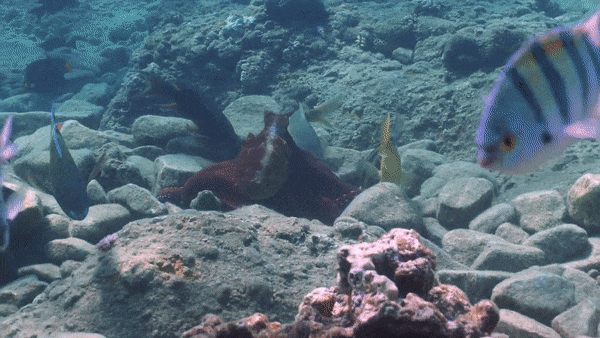 A day octopus socks a goldsaddle goatfish in waters near Eilat, Israel, on Oct. 17, 2018. Octopuses may punch a fish ally out of the way to capture prey ... but sometimes it's not clear why they do it.