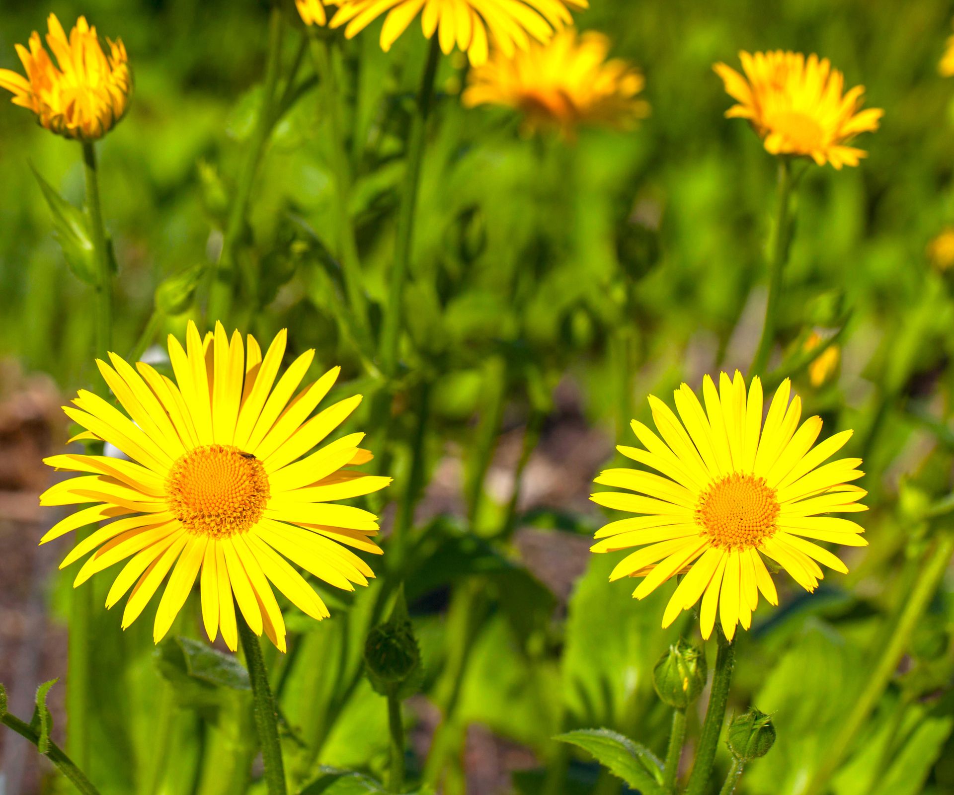 Best plants for a butterfly garden: 16 pollinator picks | Homes & Gardens