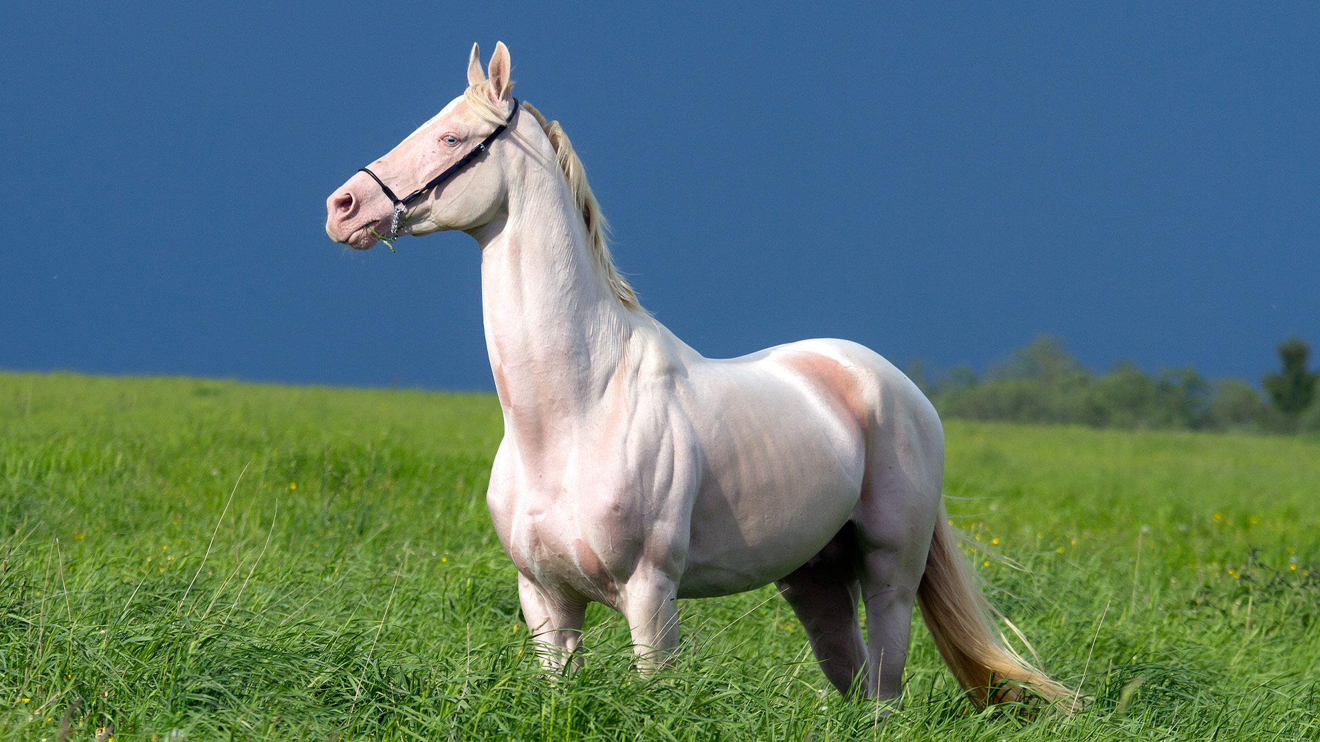One of the rarest horse breeds