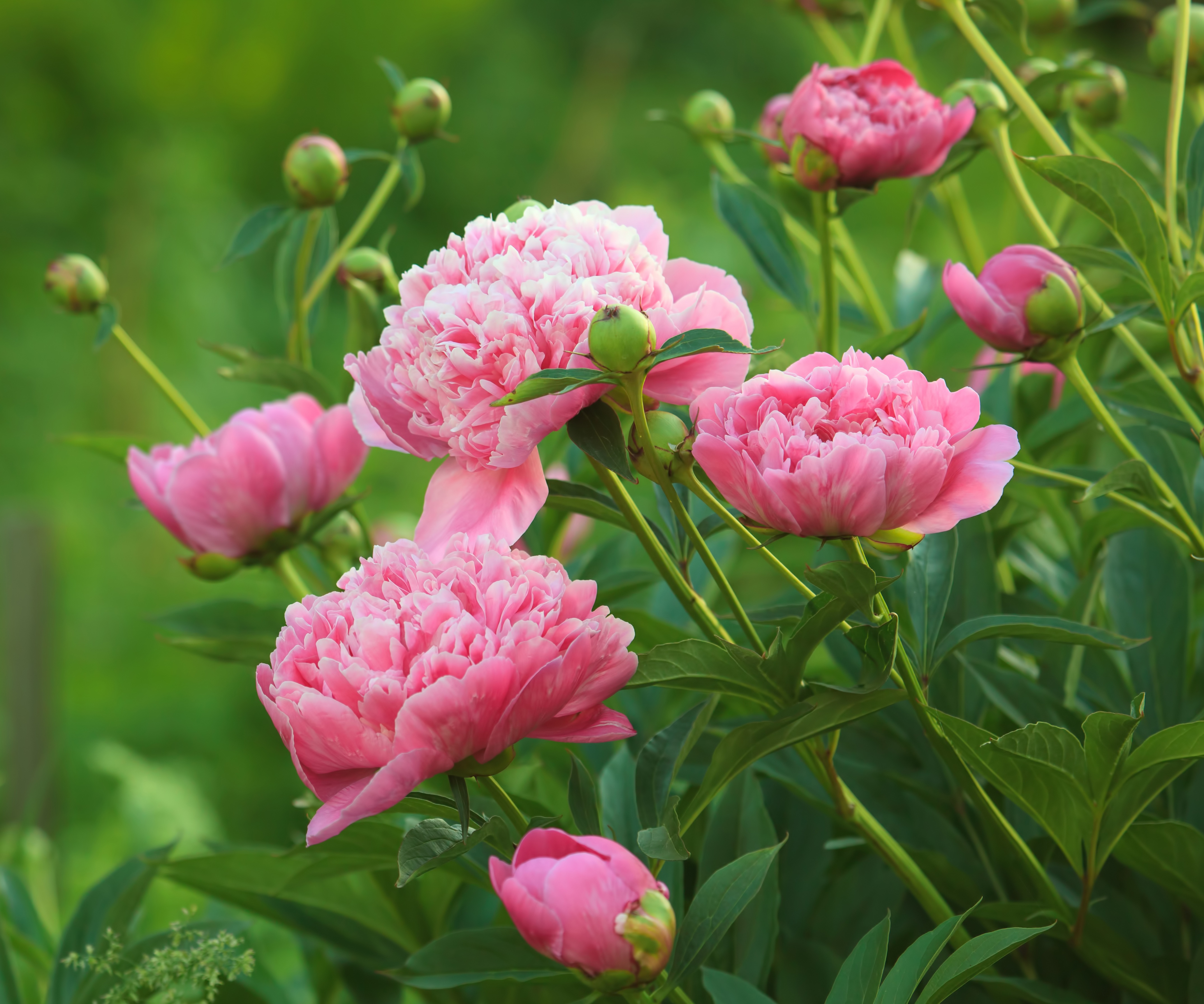 Peony