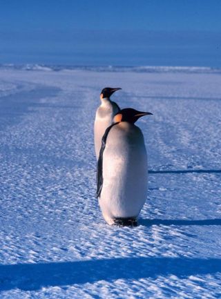 Emperor Penguin