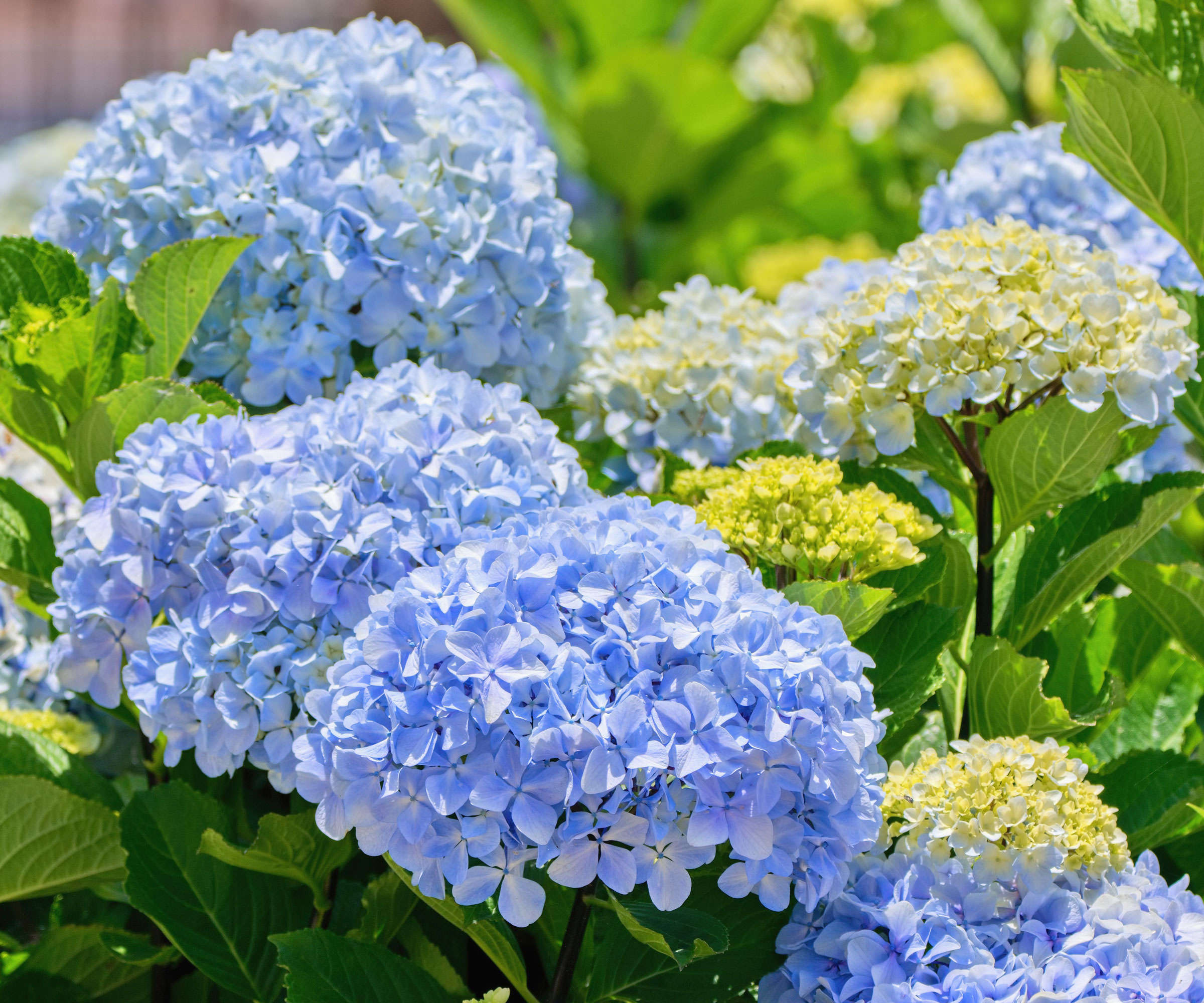 bigleaf hydrangea with blue blossoms