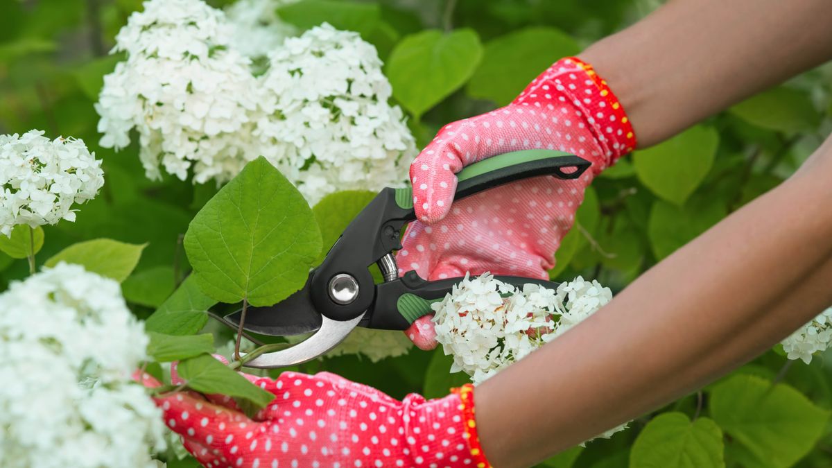 Taking hydrangea cutting