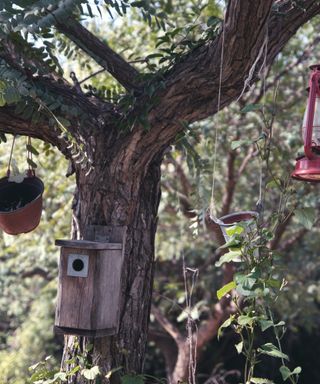 Expert bird feeding mistakes, brown bird in a garden