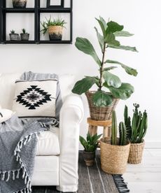 Houseplants in wicker basket