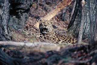 An old Amur leopard