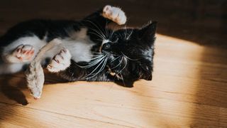 cat playing on floor