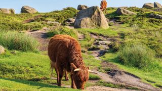 Cows on Higger Tor in the Peak District