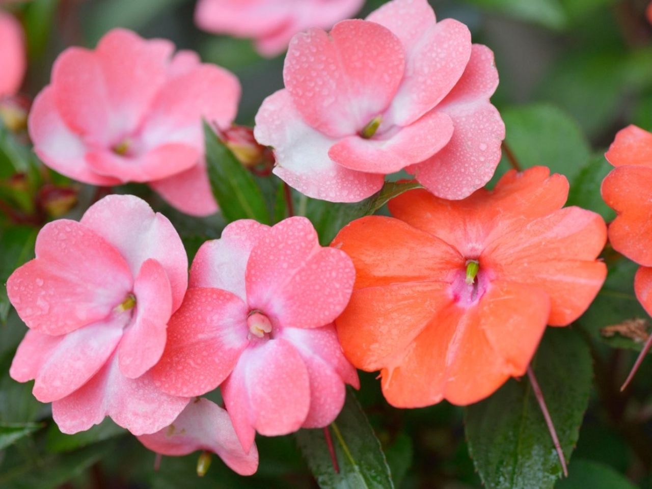 Impatiens Flowers