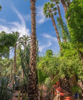 Jardin Majorelle, Marrakesh with lots of tropical plants