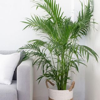 American Plant Exchange Cat Palm Tree, Large Live Plant, 10-Inch Pot, Easy Care, Low Light Houseplant