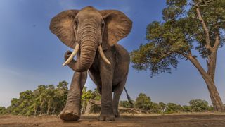 A photo of an elephant trotting on the savannah