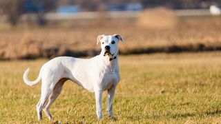 a dogo Argentino stands in a sunny field