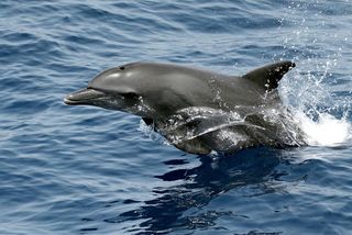 bottlenose dolphin in the water