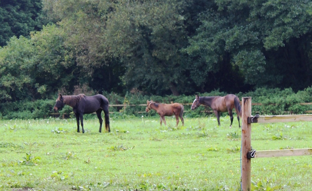 hunger games ponies