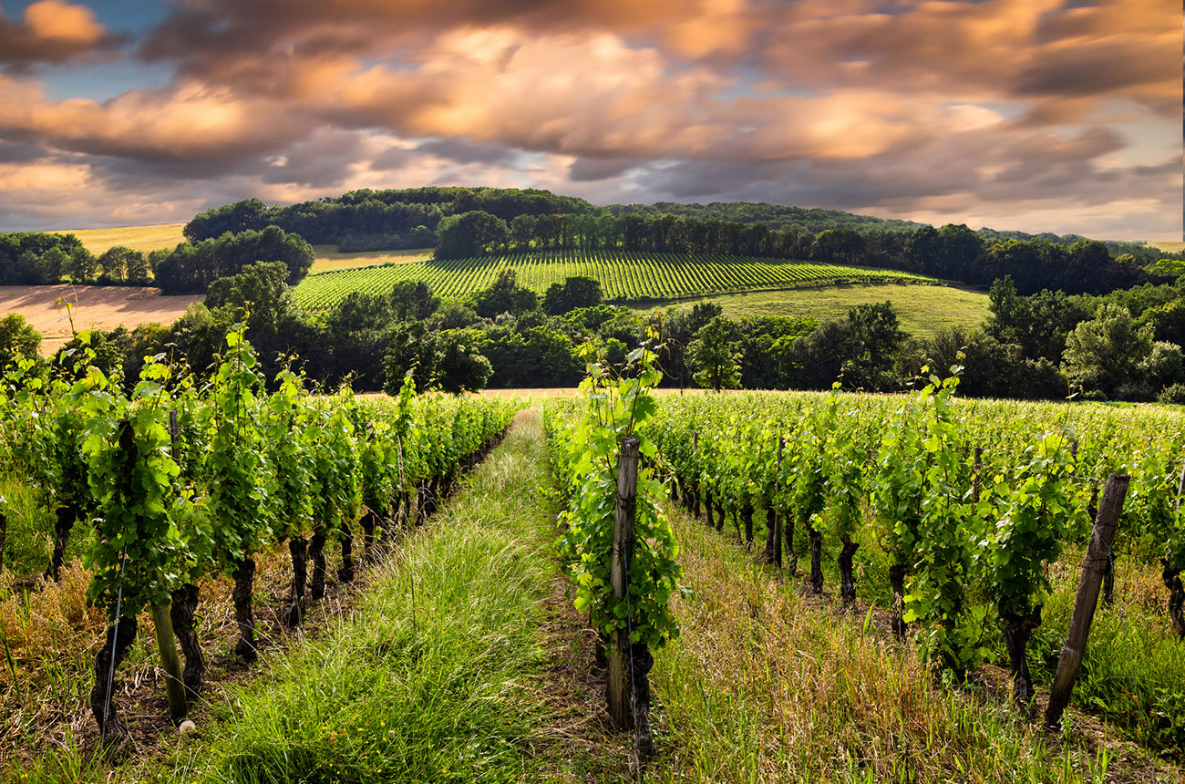 vineyards near to Bordeaux.