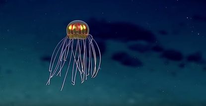 A newly discovered jellyfish.