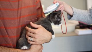 Vet checking kitten's microchip