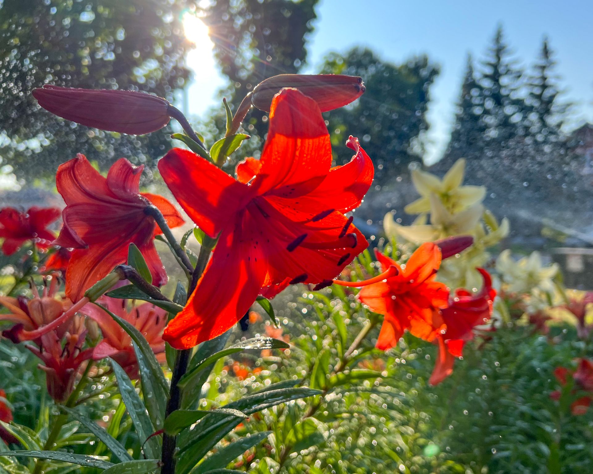lilies in a sunny garden