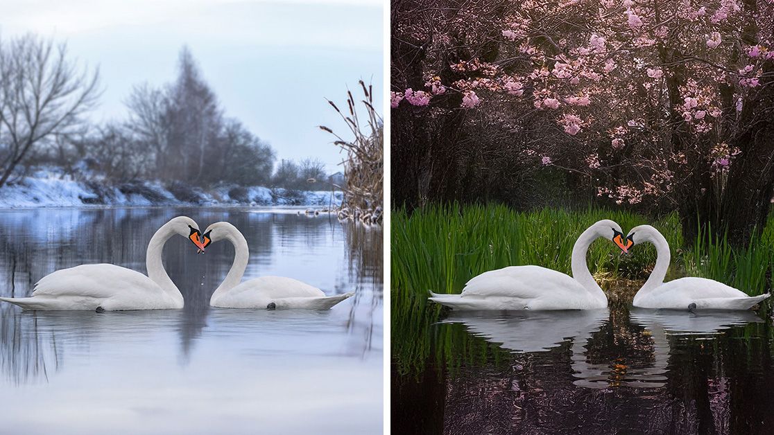 A before and after of new editing tools inside Adobe Photoshop Elements 2026