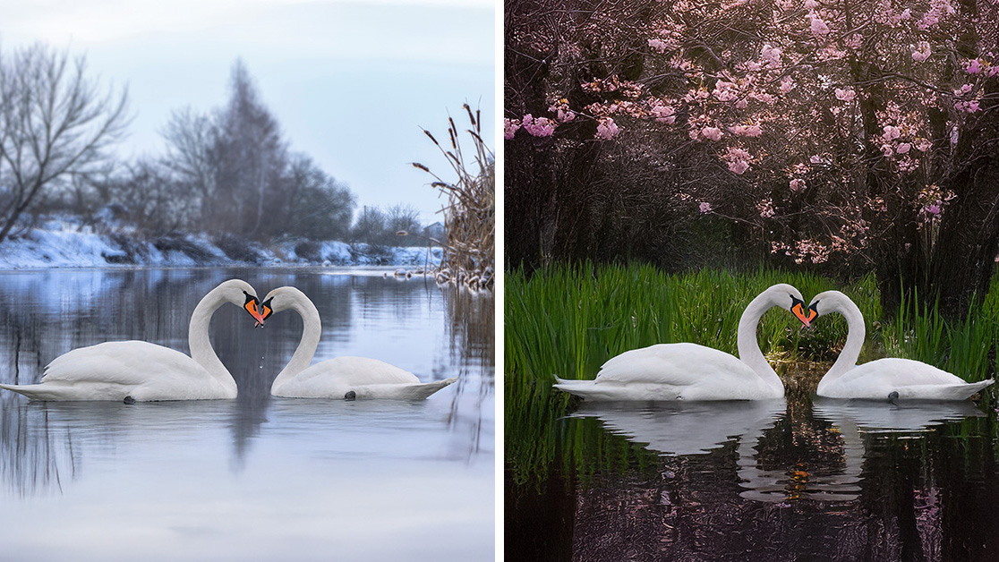 A before and after of new editing tools inside Adobe Photoshop Elements 2026