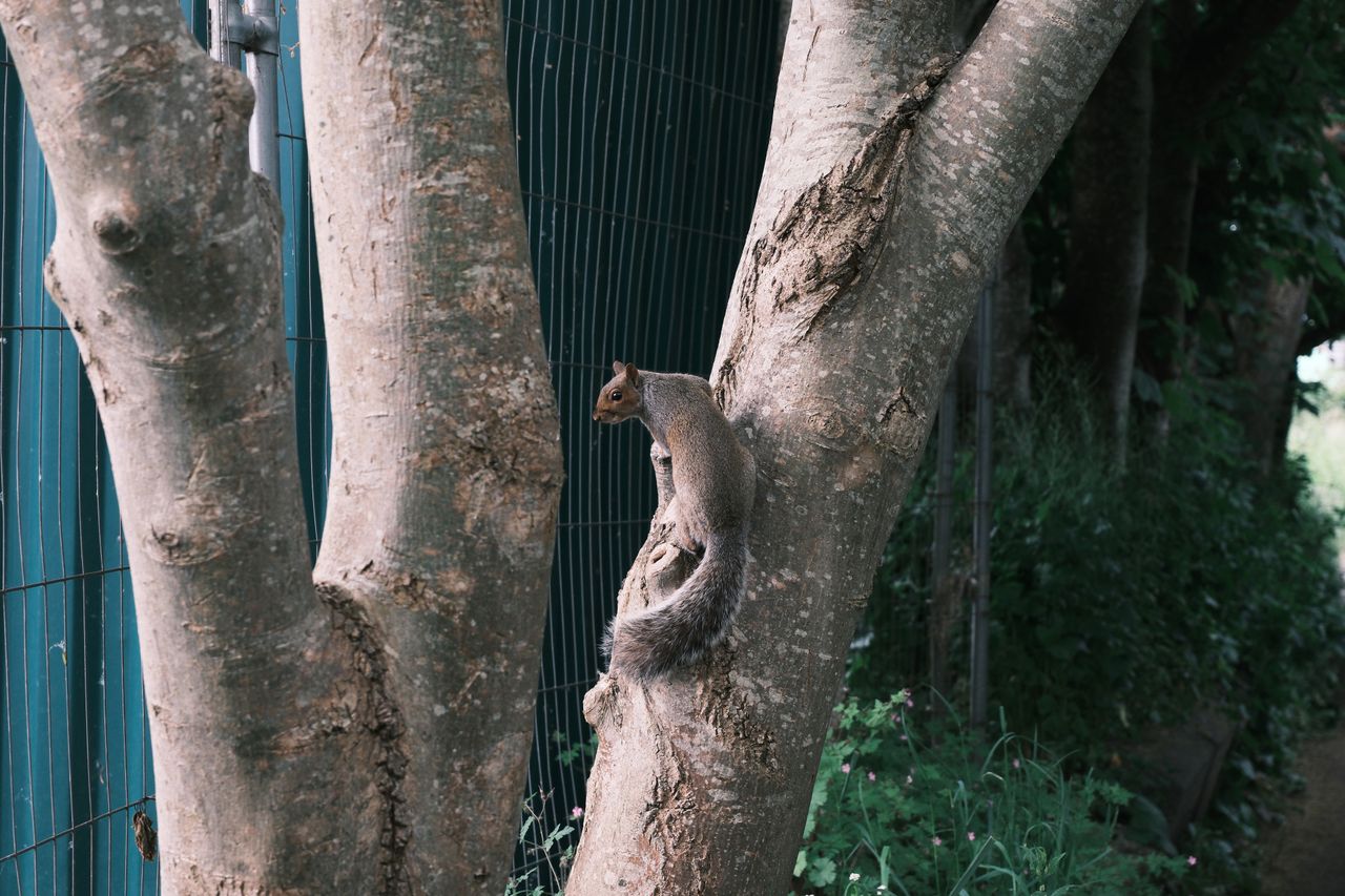 A squirrel clinging on to a tree, taken on a Fujifilm X-T50