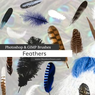 The promotional image for the Feathers Photoshop brush set