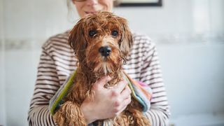 Dog shivering after bath 