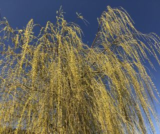 Weeping willow tree in a garden