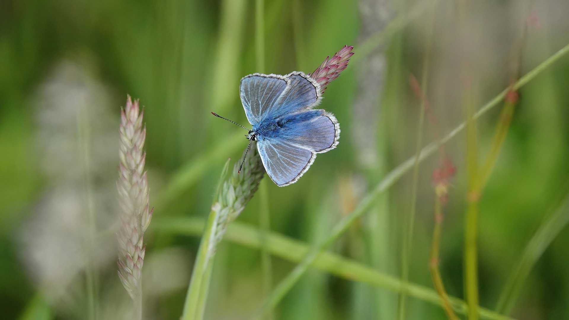 common blue butterfly