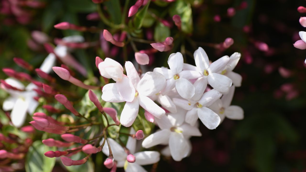 Pink flowering jasmine in bloom