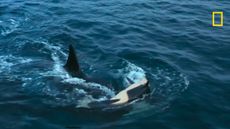 an adult orca ramming a young calf so it is flipped over on its back