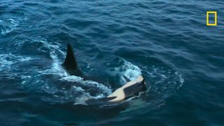 an adult orca ramming a young calf so it is flipped over on its back