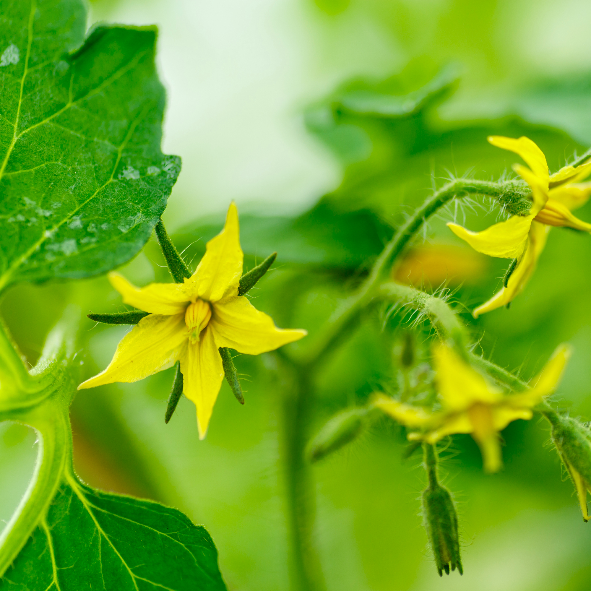 tomato flowers