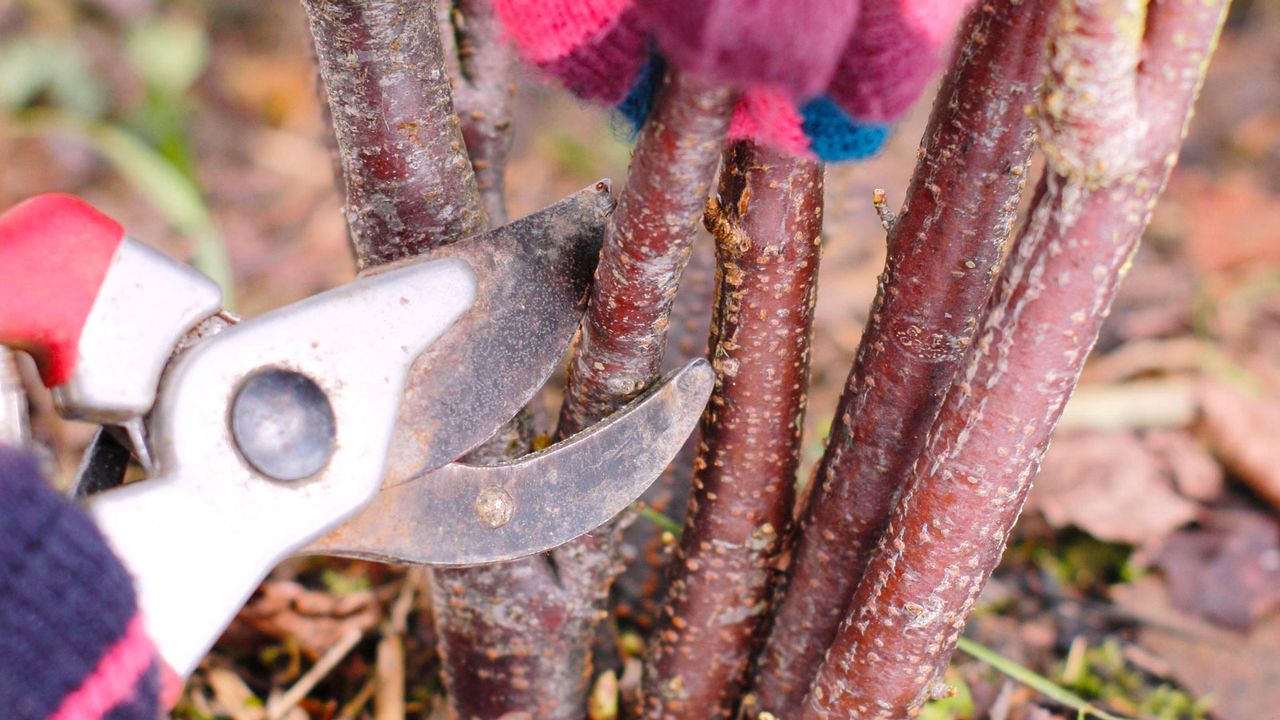 winter pruning a blackcurrant plant with pruning shears